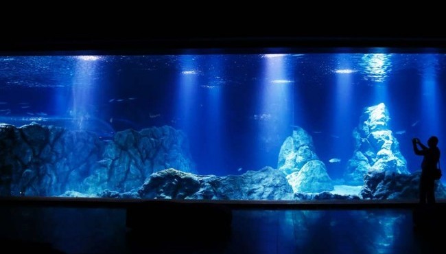 Jerusalén abre sus puertas al primer acuario de su clase en el Oriente Medio